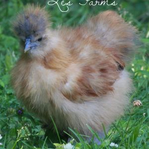Silkie chick - 8 weeks old - hanging out in the shade