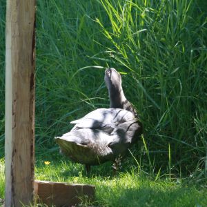 Sweet Brown the duck