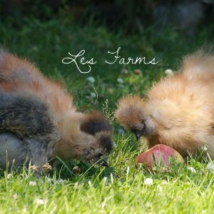 Silkies enjoying an apple
