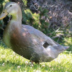 Sweet Brown the duck