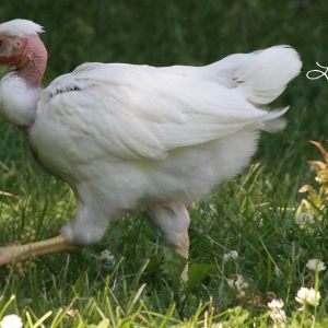 One of the 7 week old NakedNeck Cockerels