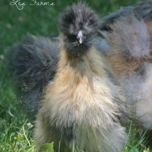 8 week old Silkie