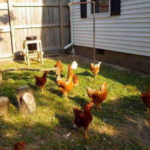 The "girls" hanging out in their yard.