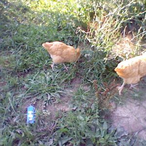 These are my two show hens I took to the county fair. Blue ribbon!!!
There names are Gertrude and Eleanor.