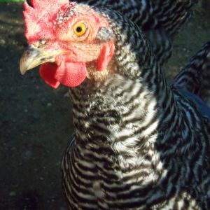 Cynthia, the Barred Rock, she pulls out her own feathers so she has to wear a chicken saddle.