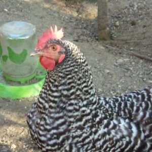 Esther, the Barred Rock, and Cynthia's full sister. She is my show hen.
