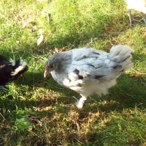 Frenchie, the Blue (more like Black) Splash Marans.