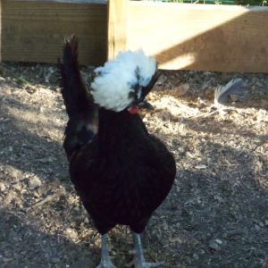 Kura, the White Crested Black Polish hen. She has got some spurs!!