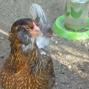 Soren, the Easter Egger hen, she lays a large light green egg.