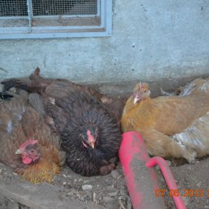 3 girls from my original flock enjoying a dust bath.