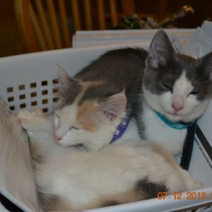 Our two newest adoptees, Willow and Spartacus.