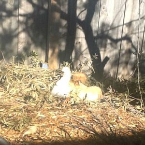 Penny and Lola out for the first time together and enjoying the sun