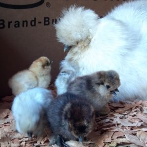 Silkie mama and a few babies.