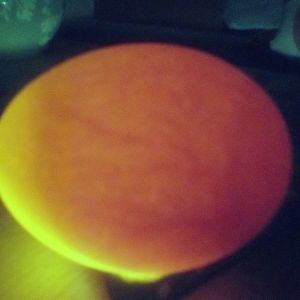 Edited to see veins better!
Day 7, this egg is growing strong!