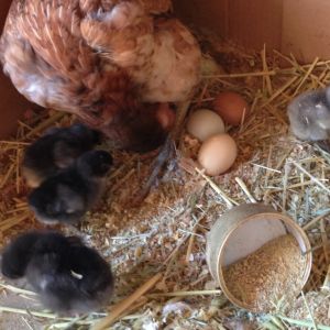 Mama and her adopted babies