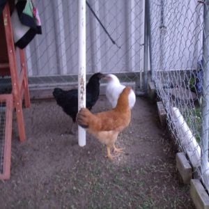 Chickens!