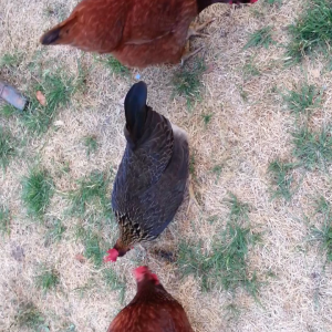 My three chickens