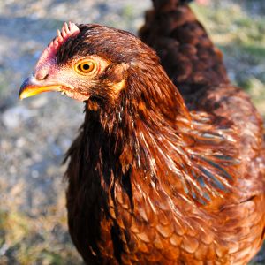 Sponge Bob at 15 weeks. Although we were told by our local feed store that she is Rhode Island Red, we are figuring that she is from the Production Red line.