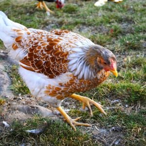 The camera shy Milly, at 15 weeks. My Blue Laced Red Wyandotte (or rather Splash?) is the sweetest of the group and the smallest at the bottom of the pecking order.