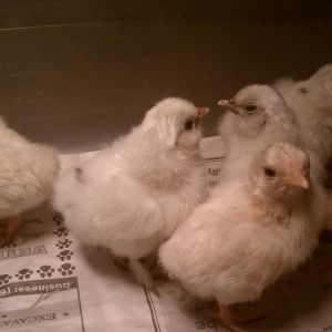 3 silkies 3 bantams