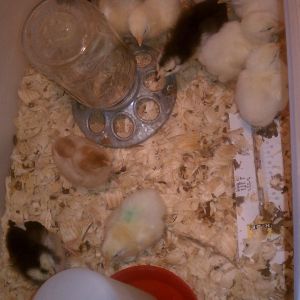 10 rock Cornish cross 4 rainbow layers 2 black sexlinks