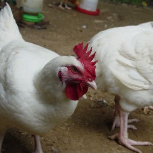 bawkbawk