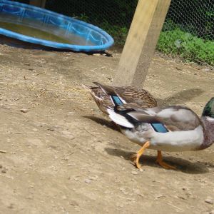 Stallion duck and his hen c: