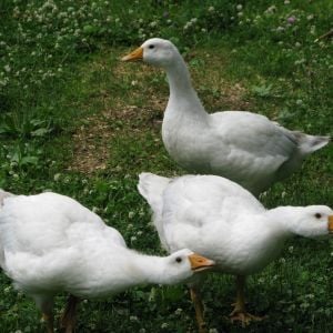 Pilgrim Geese - 6 weeks