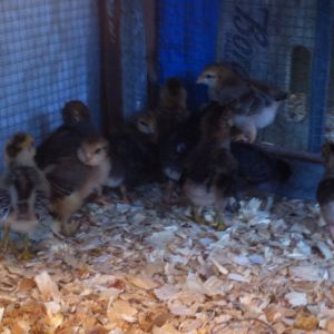Week old chicks