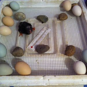 We had a early hatcher. We had a total of 9 chicks that hatched.