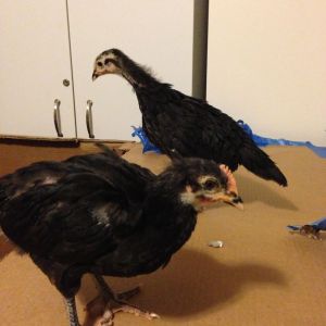 Trying to figure out if we ended up with a rooster.  We have 3 Australorps.  They are 5 weeks old.  Two of them have small combs and pointed tales.  One has a short stubby tail and a brighter comb and waddles already developing.... Any ideas if it is male or female?  Thanks so much!!