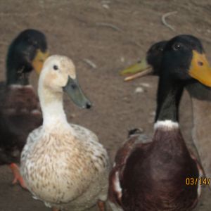 Ducky, Keisha, Sammy, and Rooster McGee