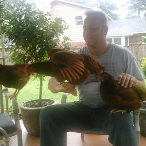 *
Three of the gals with Bert. We let them rule the backyard, even the Lab lets them be.