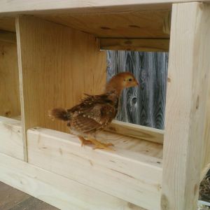 *
One of the gals inspecting my work.