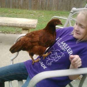 *
Our 2nd grader, Lydia, is discovering chickens can be friendly and demanding. Lydia had coaxed her up with a grape and the hen is asking for more.