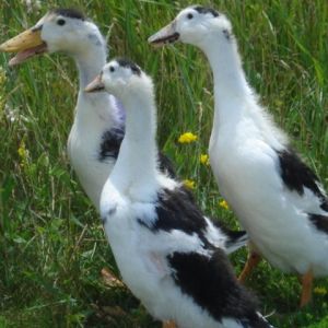 Juvenile Magpie Ducklings