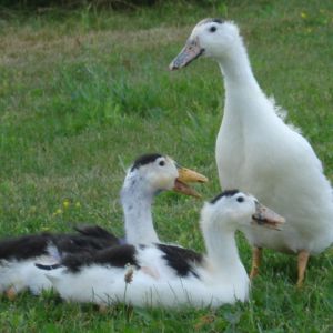 Juvenile Magpie Ducklings