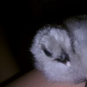 blue silkie chick