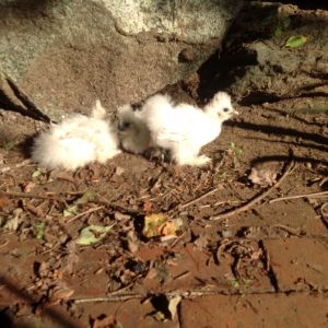 Dust Bath
