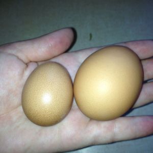 For comparison. Left Waffles first egg. Right store bought.