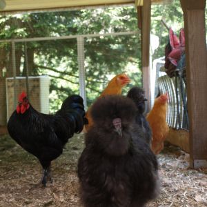 L-Black Australorp, Ravin, and front is Chipper, Chipmunk Silkie
