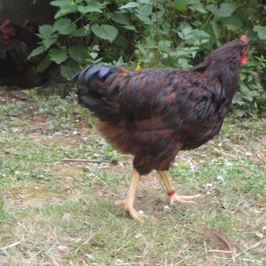 Red band cockerel