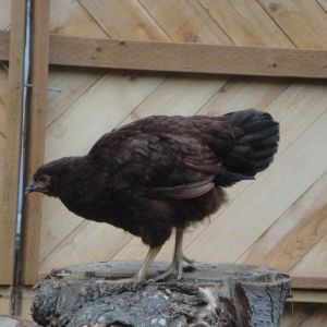 Twelve week old HRIR pullet