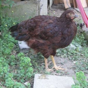 Sixteen week old HRIR pullet