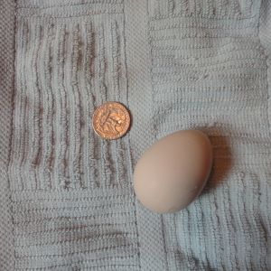 our first egg!