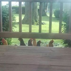 *
peeping hens