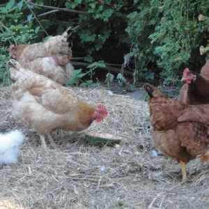 Barn yard layers and Catdance Silkie chick free ranging in the compost pile.
