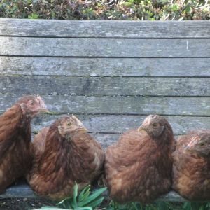 Barn yard pullets. Johnny chicks. May 2013