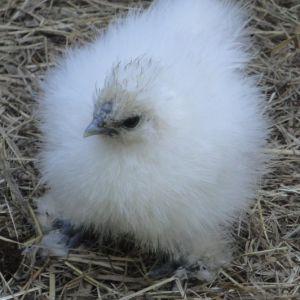 Seven week old Catdance strain Silkie chick. Abandoned by Judy at three weeks old. Free ranges successfully with the LF layers.