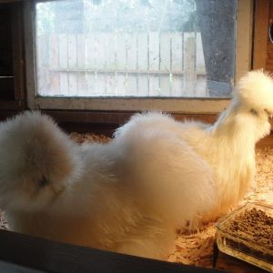 Dumpling and Bonney. My foundation White Silkie Catdance pullets. Just brought home from Karen Larson Catdance farm.